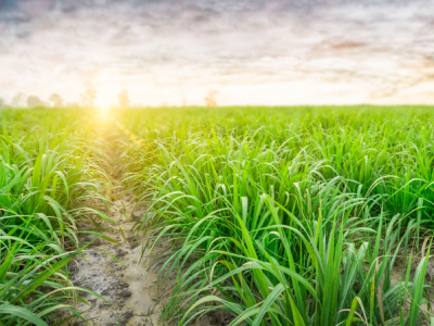 Potencial de crescimento traz otimismo ao setor bioenergético brasileiro