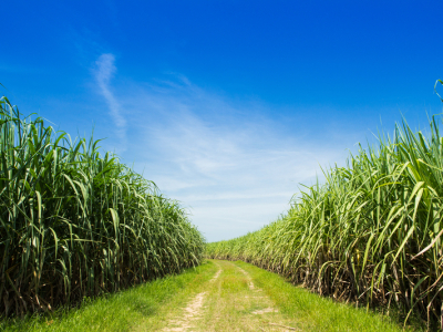 Índice de Poder de Compra de Fertilizantes registra melhora pelo segundo mês consecutivo