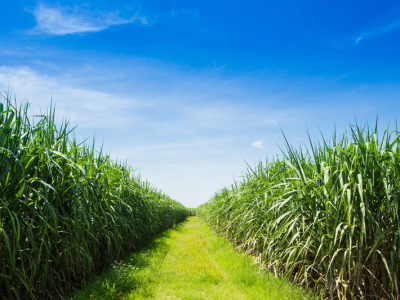Clima seco favorece colheita e moagem atinge 48,80 milhões de toneladas na 2ª quinzena de junho