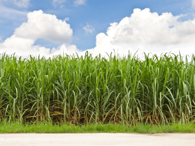 Produção canavieira no Norte e Nordeste ultrapassa 59 milhões de toneladas na safra 2023/24