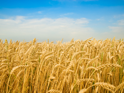 Safra de trigo gaúcha pode saltar a 4 mi t com melhores produtividades