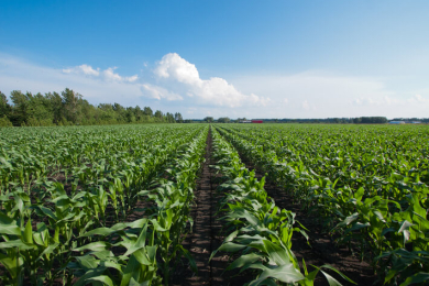 Agro Paulista registra superávit de 9,7% nos sete primeiros meses do ano