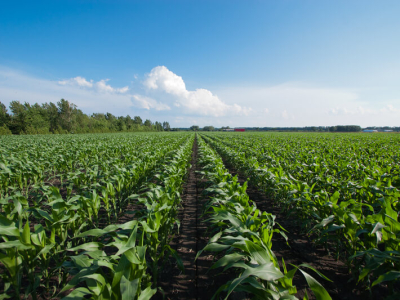 Agro Paulista registra superávit de 9,7% nos sete primeiros meses do ano