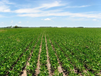 Brasil terá recorde na safra e exportação de soja, diz Stone X