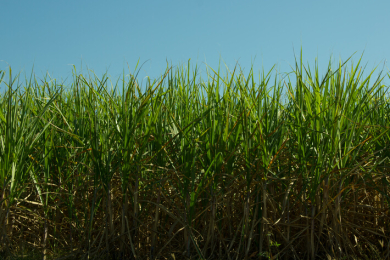 Fenasucro & Agrocana 2024 deve superar expectativas com crescimento de negócios em mais de 50%
