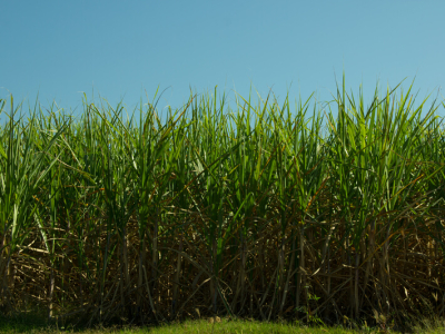 Fenasucro & Agrocana 2024 deve superar expectativas com crescimento de negócios em mais de 50%