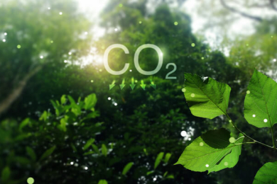 Entenda o que são e como funcionam os créditos de carbono