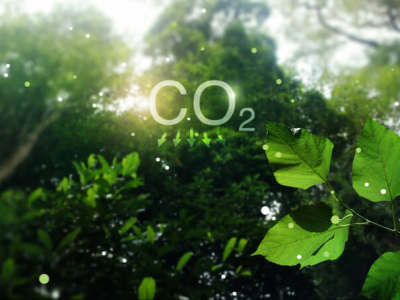 Entenda o que são e como funcionam os créditos de carbono