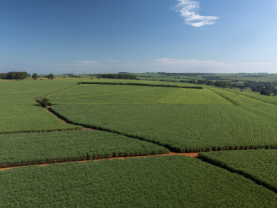 Bioinsumos na produção de cana-de-açúcar: um caminho sustentável e econômico?
