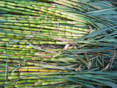 Moagem atinge 43 milhões de toneladas na 1ª quinzena de setembro