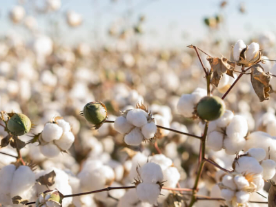 Produtores colocam meta de 1 milhão de t de algodão no mercado interno