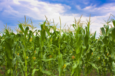 Safras estima aumento de mais de 6% na produção de milho