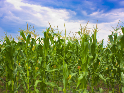 Safras estima aumento de mais de 6% na produção de milho