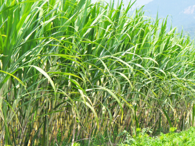 Com 34 mi de ton de cana processadas, moagem cresce 2,75%