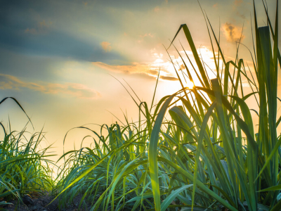 Mercado de crédito de carbono pode aumentar ganhos de produtores de cana