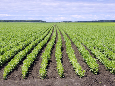 Feijão/Cepea: Clima favorece colheita