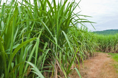 Vendas de hidratado têm crescimento de 17,3% na safra 24/25