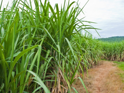 Vendas de hidratado têm crescimento de 17,3% na safra 24/25