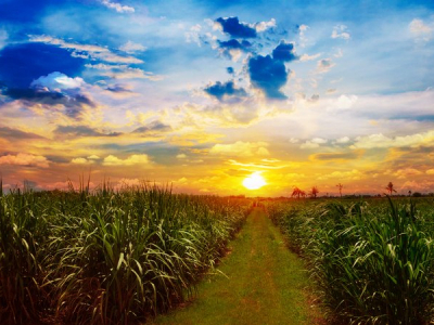 Setor bioenergético gera 690 mil empregos diretos e representa 2% do PIB nacional