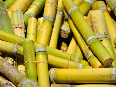 Por que a cana é prioridade quando se fala em biogás