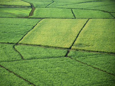 Minas bate recorde e processa 83,1 milhões de toneladas de cana na safra 2024/25