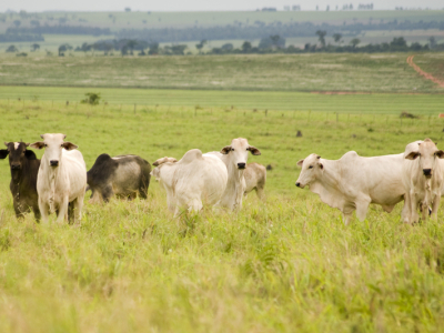 Reconhecimento do Brasil como livre de febre aftosa sem vacinação pela OMSA