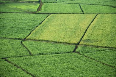 Safra de Cana 2025/26: Brasil mantém liderança global com 663,4 milhões de toneladas e recorde de produção de açúcar