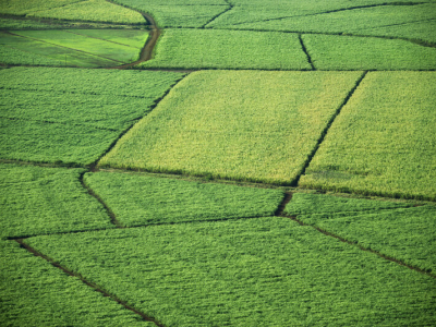 Safra de Cana 2025/26: Brasil mantém liderança global com 663,4 milhões de toneladas e recorde de produção de açúcar