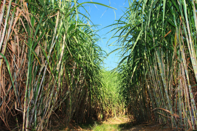 Moagem de cana do Centro-Sul cresce 34% na safra